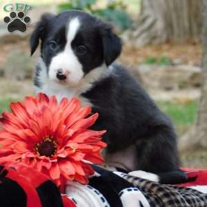 Casey, Border Collie Puppy